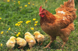 Выращивание цыплят под наседкой - наиболее простой и доступный способ для приусадебных хозяйств.