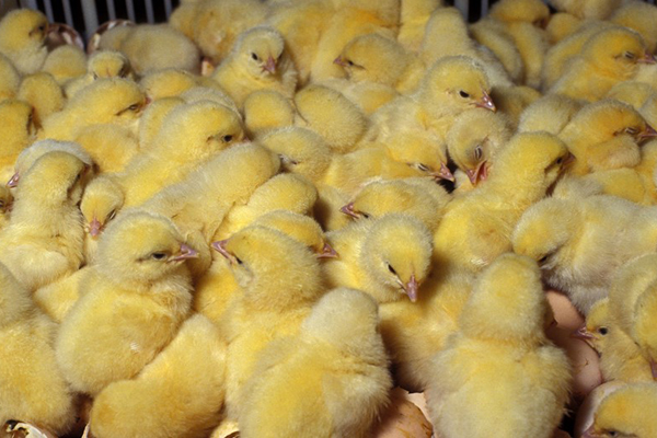 Сложности выращивания цыплят