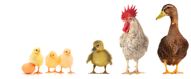 Как определить пол цыпленка (утенка, гусенка, индюшонка)?
