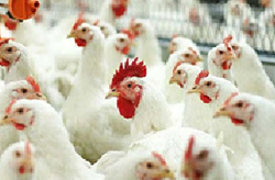 На 1 м2 площади пола можно размещать не более 15-16 цыплят бройлеров в суточном возрасте.