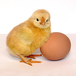 Факты о курином яйце