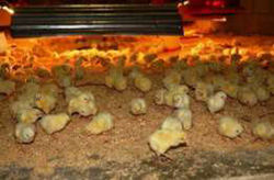 Кормление цыплят старше 6-8-недельного возраста не требует такой частоты раздачи и выбора подходящих кормов, как при выращивании новорожденных цыплят