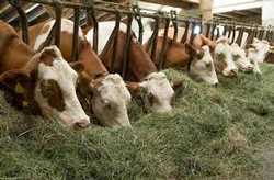  Кормить коров лучше три раза в сутки. Желательно, чтобы интервалы между кормлениями скота были приблизительно одинаковыми.