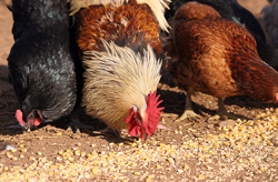 Аминокислоты – залог правильного питания птицы