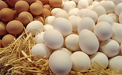 Яйца, перед тем погрузить в инкубатор, подвергают обработке. 